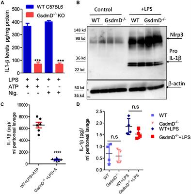 Gasdermin D Mediates Inflammation-Induced Defects in Reverse Cholesterol Transport and Promotes Atherosclerosis